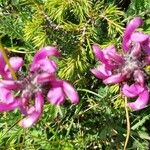 Pedicularis mixta Flower