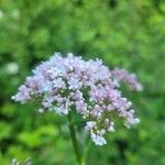 Valeriana dioica花