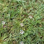 Sisyrinchium rosulatum Habit