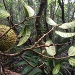 Naucleopsis capirensis Fruto