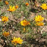 Cladanthus arabicus Flor