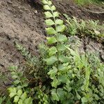 Asplenium stuhlmannii Leaf