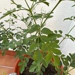 Jasminum grandiflorum Hoja