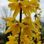 Forsythia viridissimaЦвят