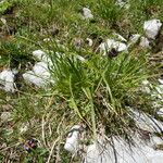 Carex parviflora Hoja