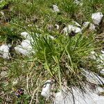 Carex parviflora Leaf