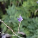 Lavandula pinnata Flower