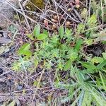 Phyllanthus polygonoides Leaf