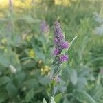 Stachys affinis Flor