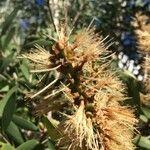 Melaleuca quinquenervia Плод