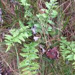 Dryopteris cristata Habit