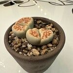 Lithops karasmontana Leaf