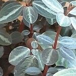 Peperomia verticillata Feuille