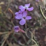 Matthiola lunata Flower