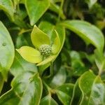 Cornus hongkongensis ഫലം