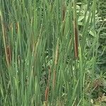 Typha × glauca Лист