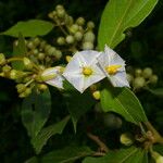 Lycianthes multiflora Fleur