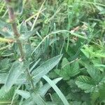 Lythrum hyssopifolia Blatt