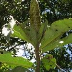 Costus laevis Drugo