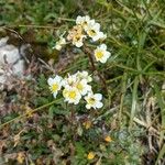 Saxifraga paniculata Kvet