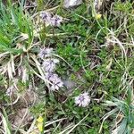 Globularia cordifolia Natur