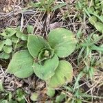 Craterostigma plantagineum Leaf