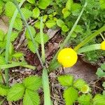 Nothoscordum gracile Leaf