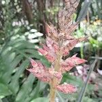 Aechmea distichantha Flower