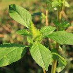 Amaranthus hybridus Hoja