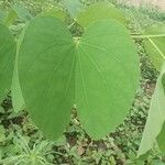 Bauhinia variegata List