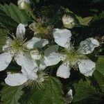 Rubus pensilvanicus Flower