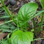 Salvia lyrata Leaf