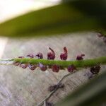 Bulbophyllum falcatum Фрукт