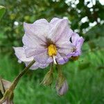 Solanum nudum Flower