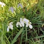 Galanthus plicatus Цвят