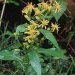 Solidago virgaureaFlower