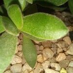 Crassula lanuginosa Leaf