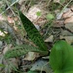 Dactylorhiza maculata Лист