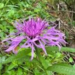 Centaurea nervosa Flor