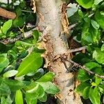 Commiphora madagascariensis Bark