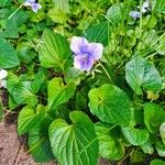 Viola sororia ফুল