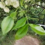 Albizia adinocephala Blatt