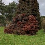 Cryptomeria japonica Alkat (teljes növény)