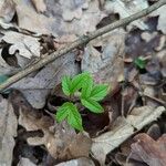 Aegopodium podagraria Blad