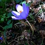 Crocus nudiflorus موطن