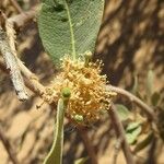 Boscia senegalensis Квітка