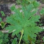 Pelargonium × asperum മറ്റ്