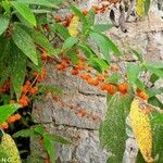 Debregeasia longifolia Fruit