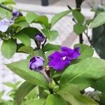 Brunfelsia australis Ліст