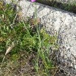 Dianthus balbisii Habit